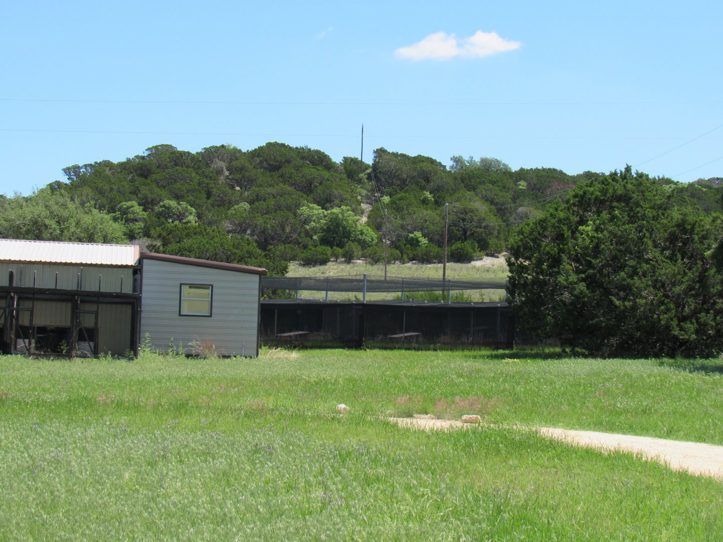 Attwater's Prairie Chicken Complex