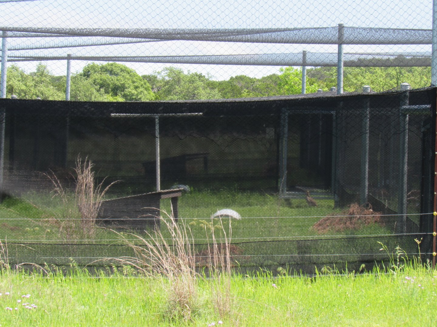 Attwater's Prairie Chicken Complex
