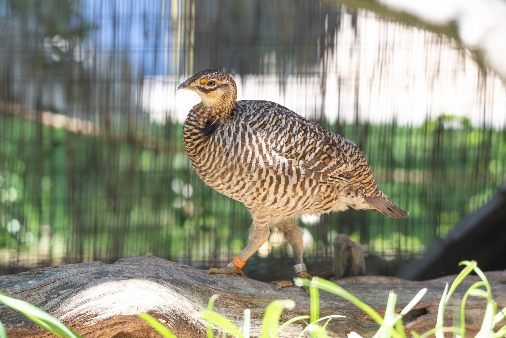 Attwater's Prairie Chicken- (Tympanuchus cupido attwateri)