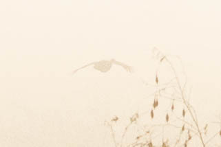 Attwater's Prairie Chicken- Tympanuchus cupido attwateri