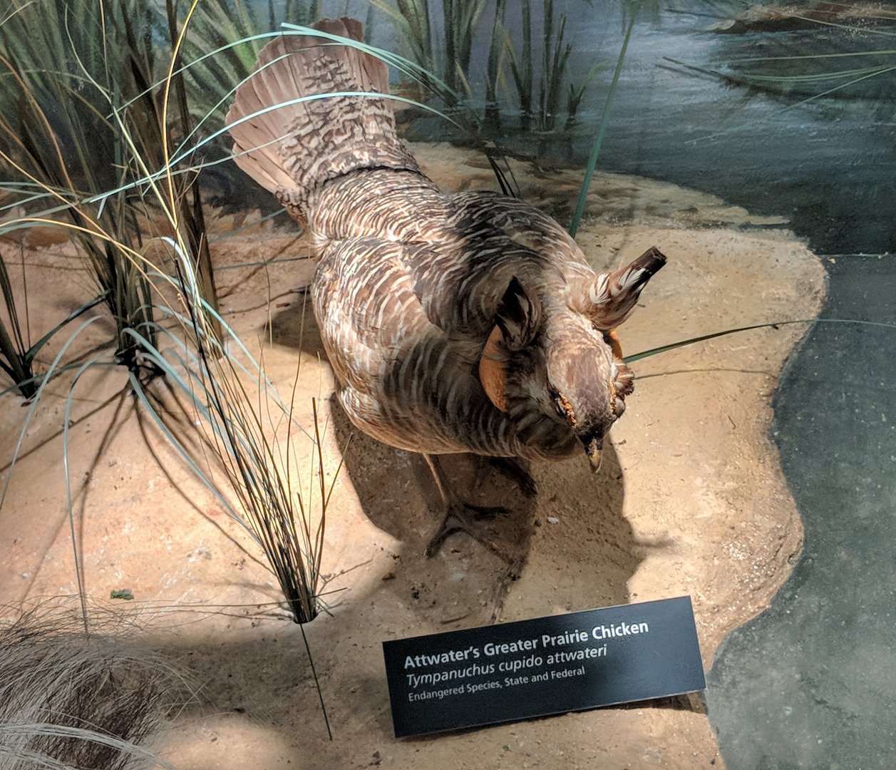 Attwater's prairie chicken (Tympanuchus cupido attwateri)