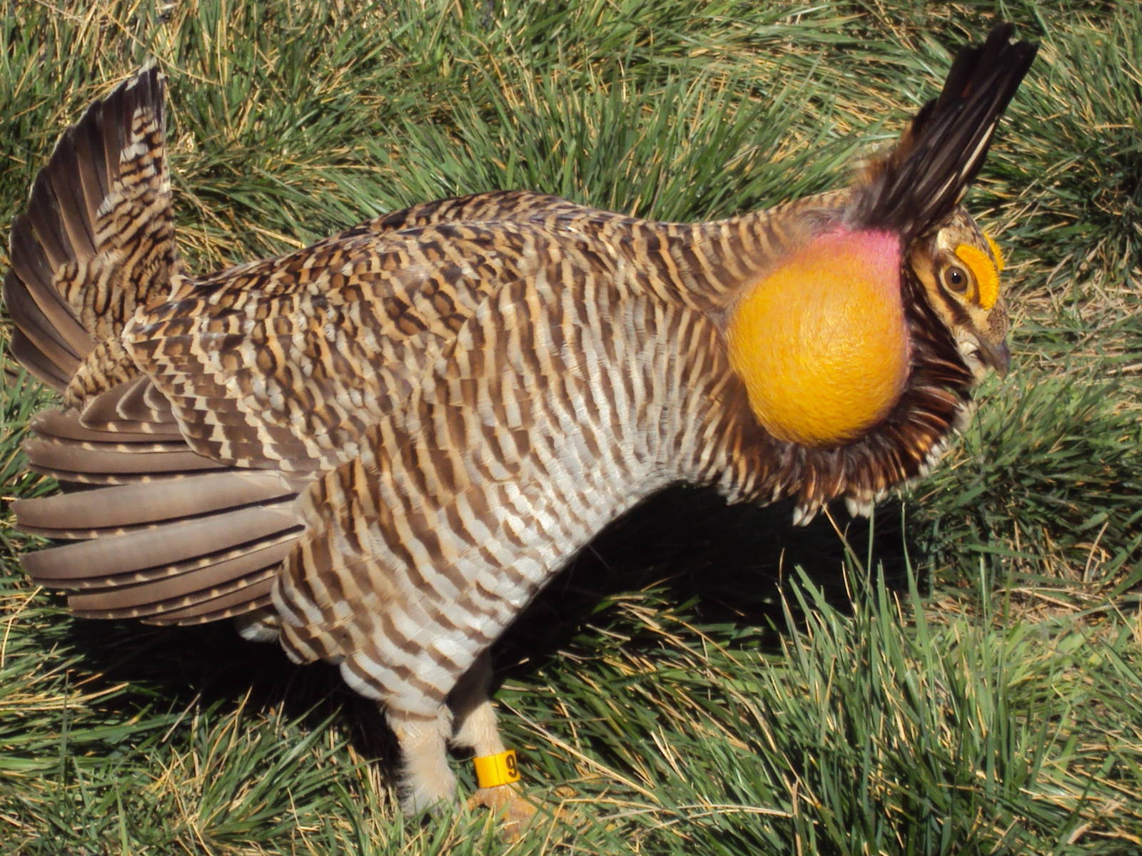 Attwater's Prairie Chicken