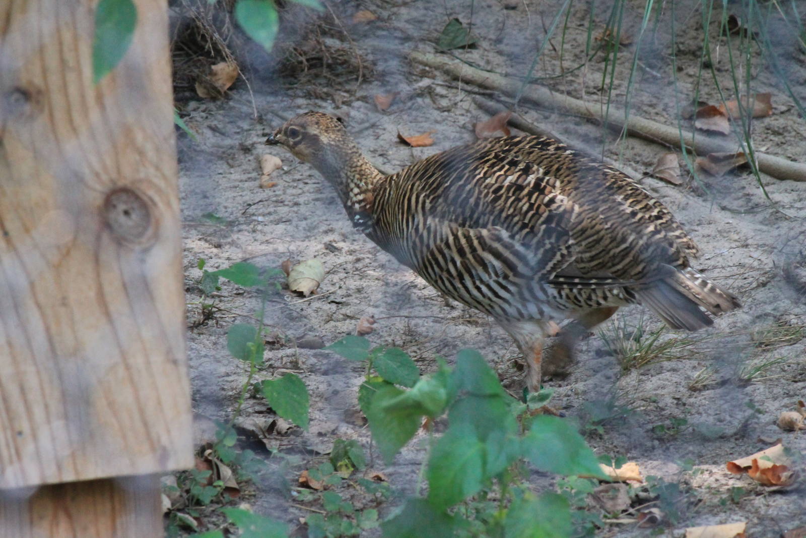 Attwater's Prairie Chicken