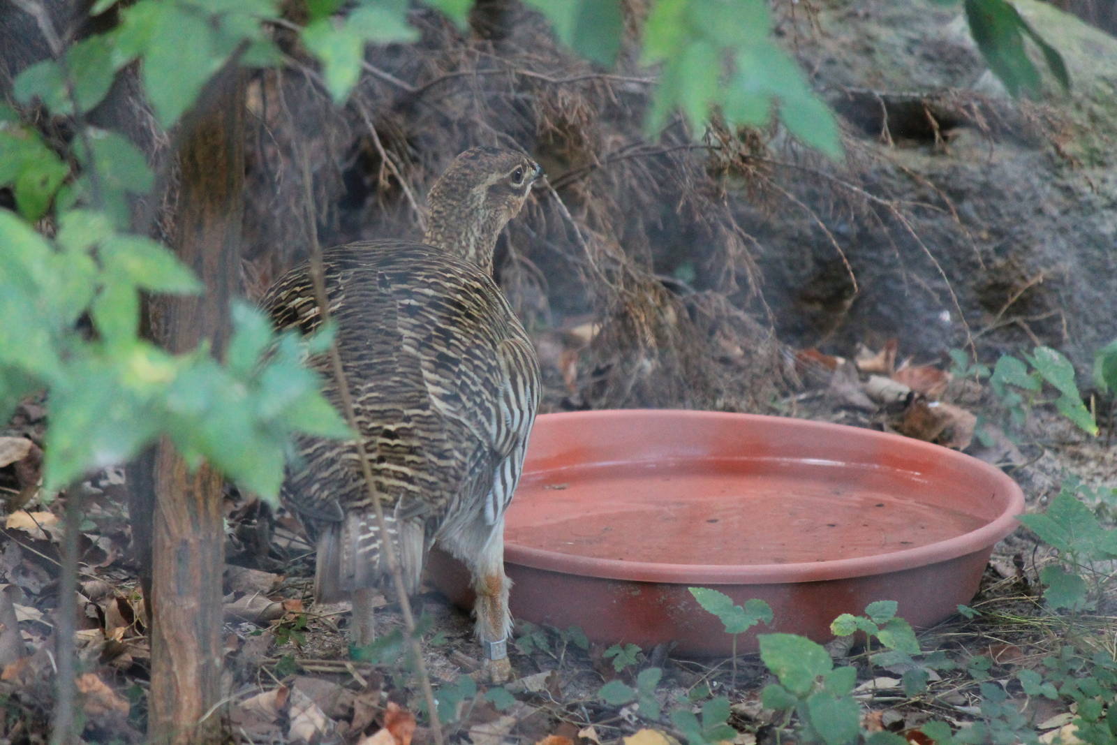 Attwater's Prairie Chicken