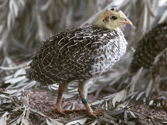 Attwater's Prairie-chicken
