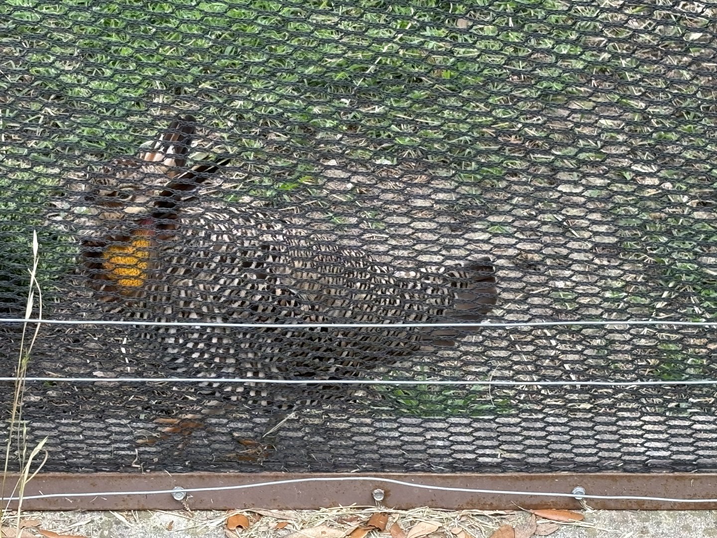 Atwater’s Prairie Chicken