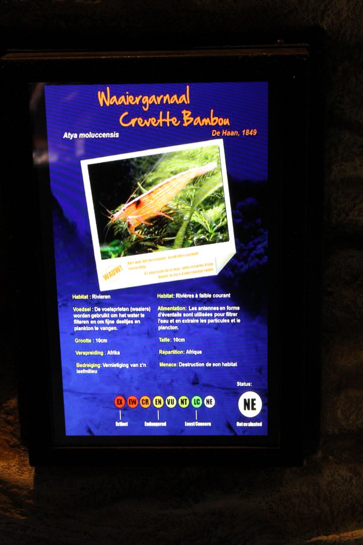 Aty moluccensis sign