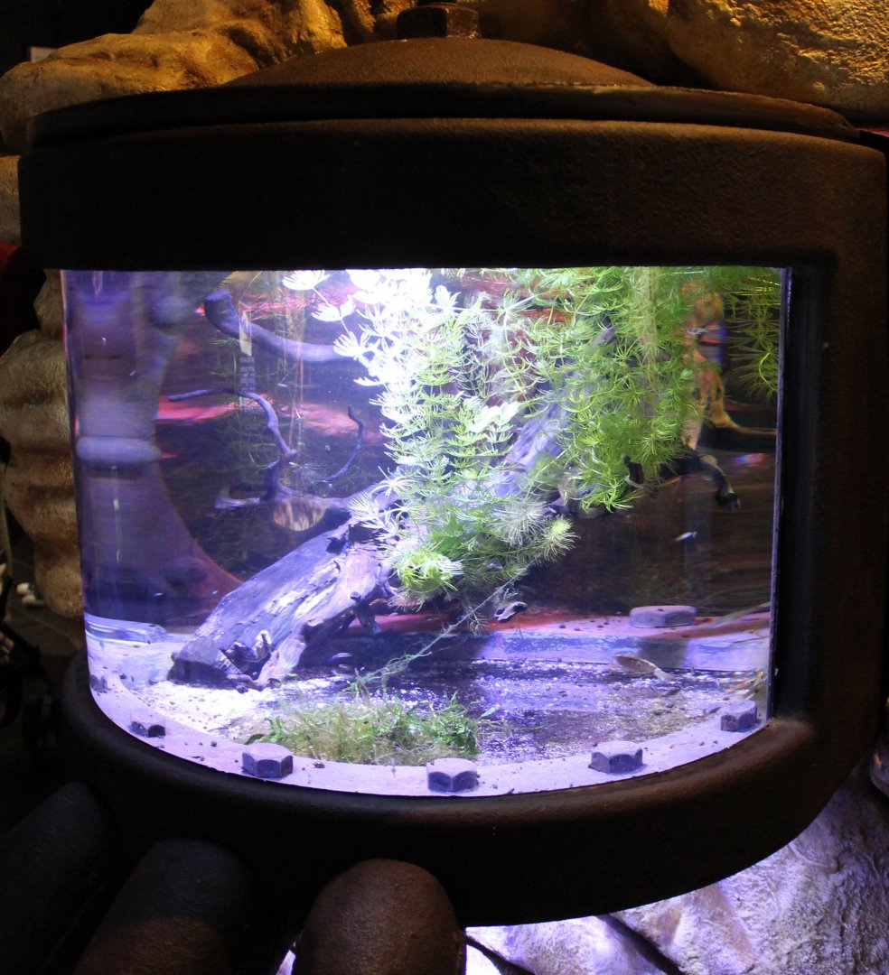 Aty Moluccensis tank