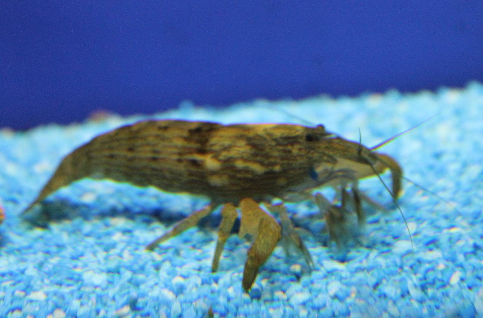 Atyopsis moluccensis