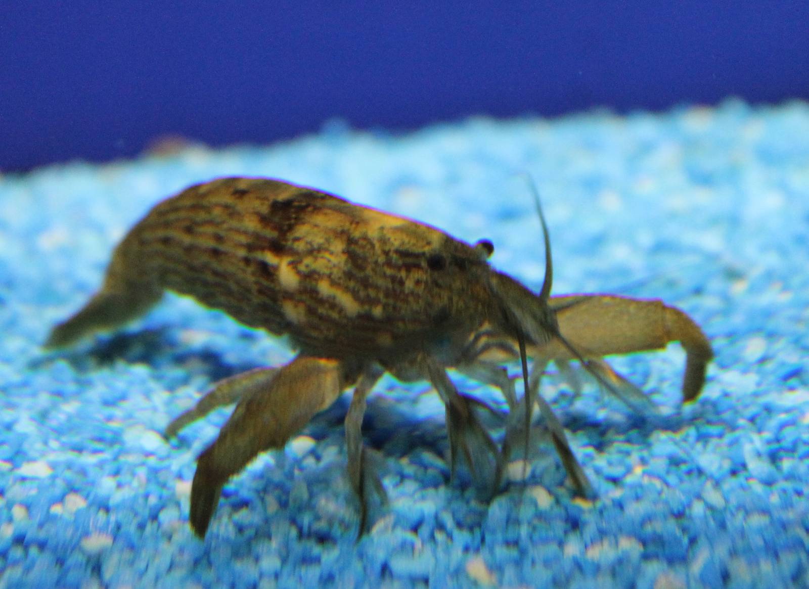 Atyopsis moluccensis