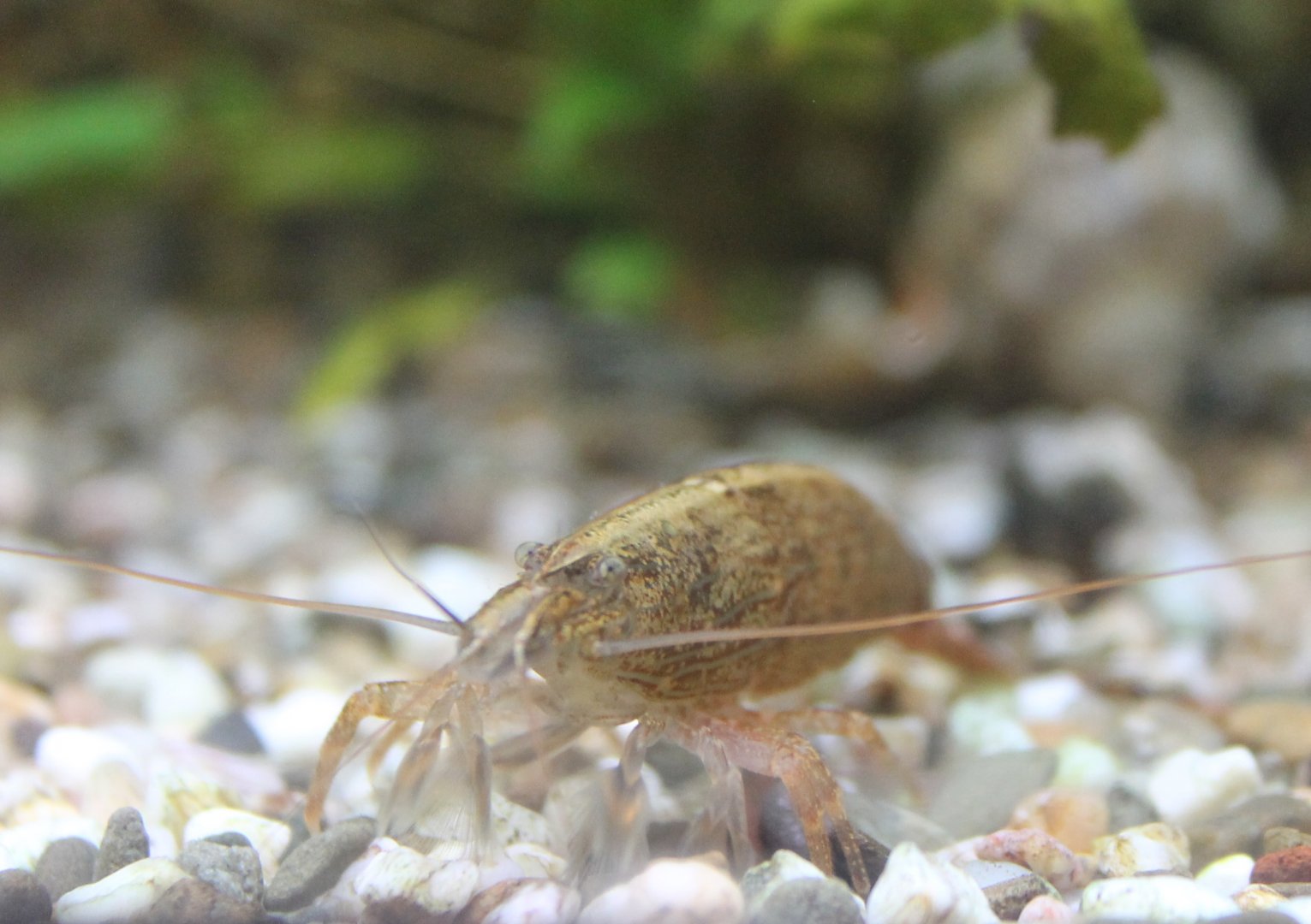 Atyopsis moluccensis