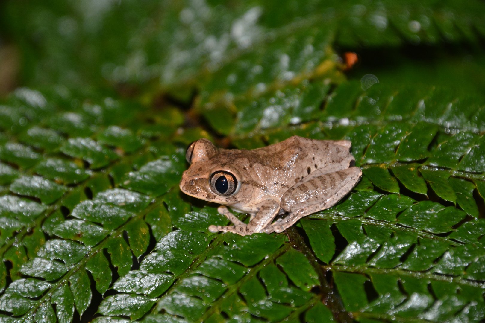 Aubry's tree frog (Leptopelis aubryi)