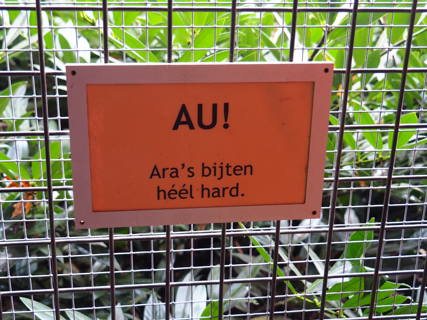 Auch, macaws bite really hard sign (Nov 10th, 2018)