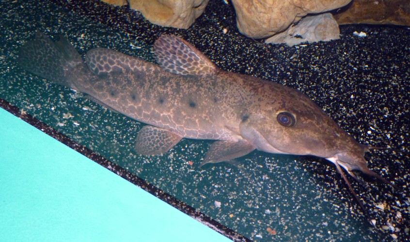 Auchenoglanis occidentalis