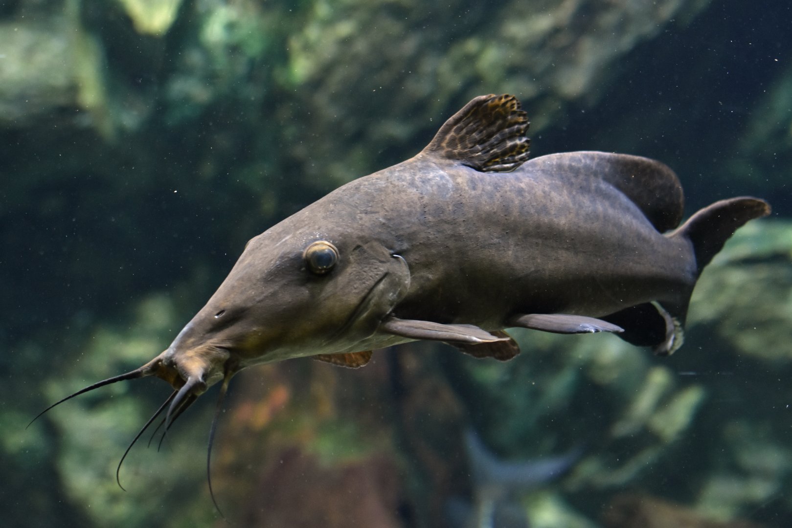 Auchenoglanis occidentalis