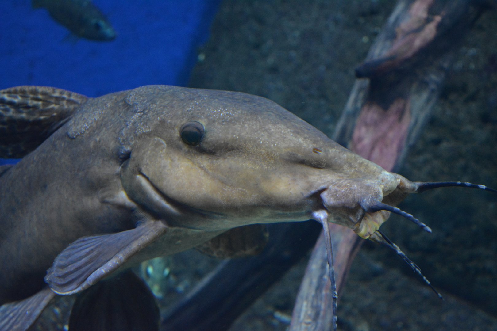 Auchenoglanis occidentalis