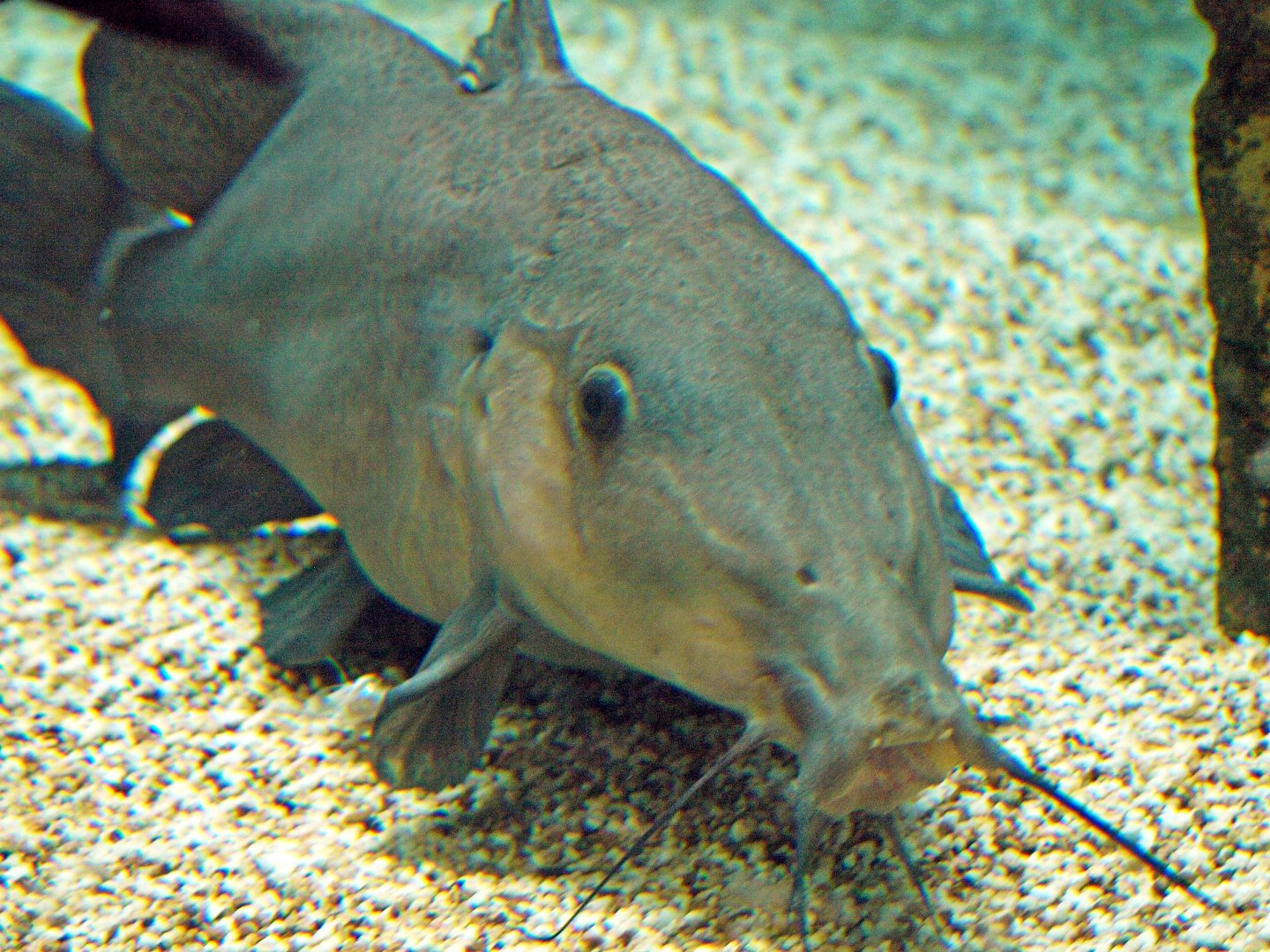 Auchenoglanis occidentalis