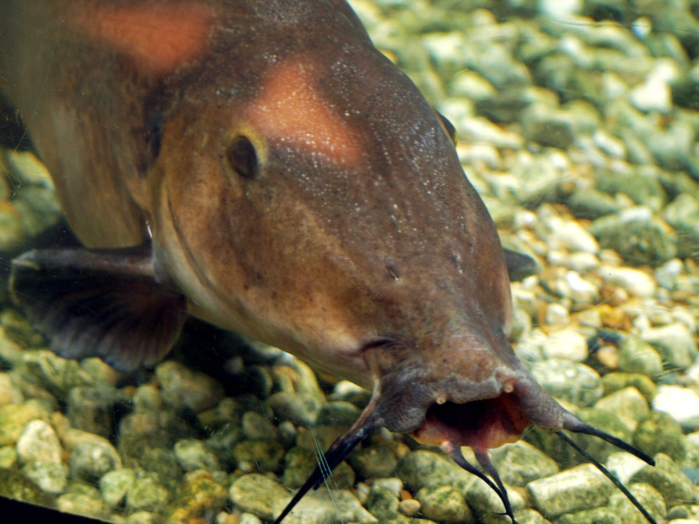 Auchenoglanis occidentalis