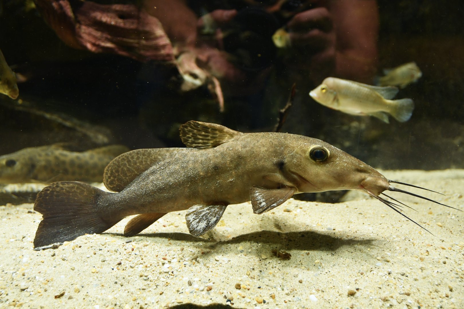 Auchenoglanis wittei