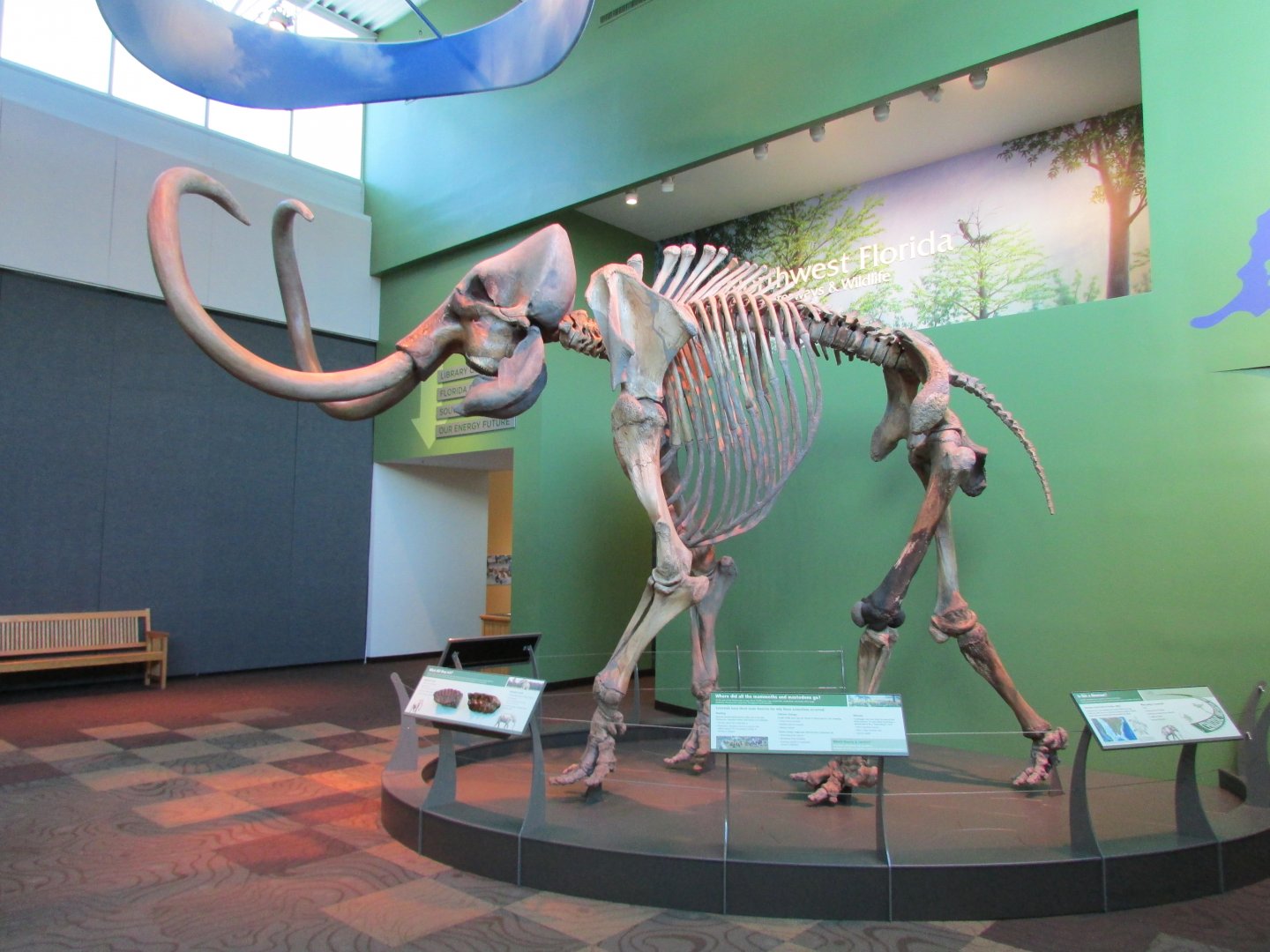 Aucilla Mammoth (Columbian Mammoth)