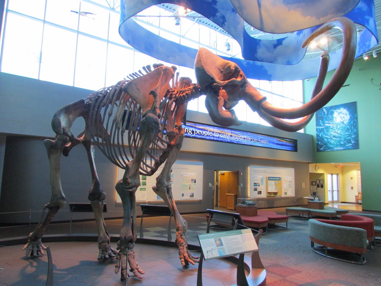 Aucilla Mammoth