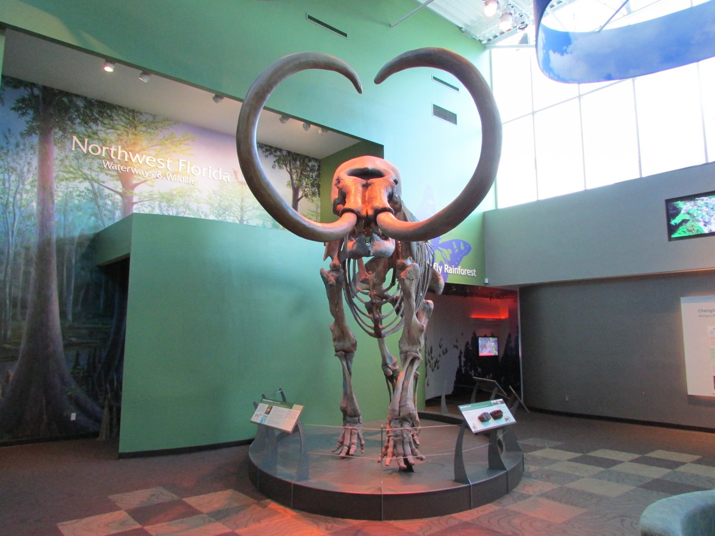 Aucilla Mammoth