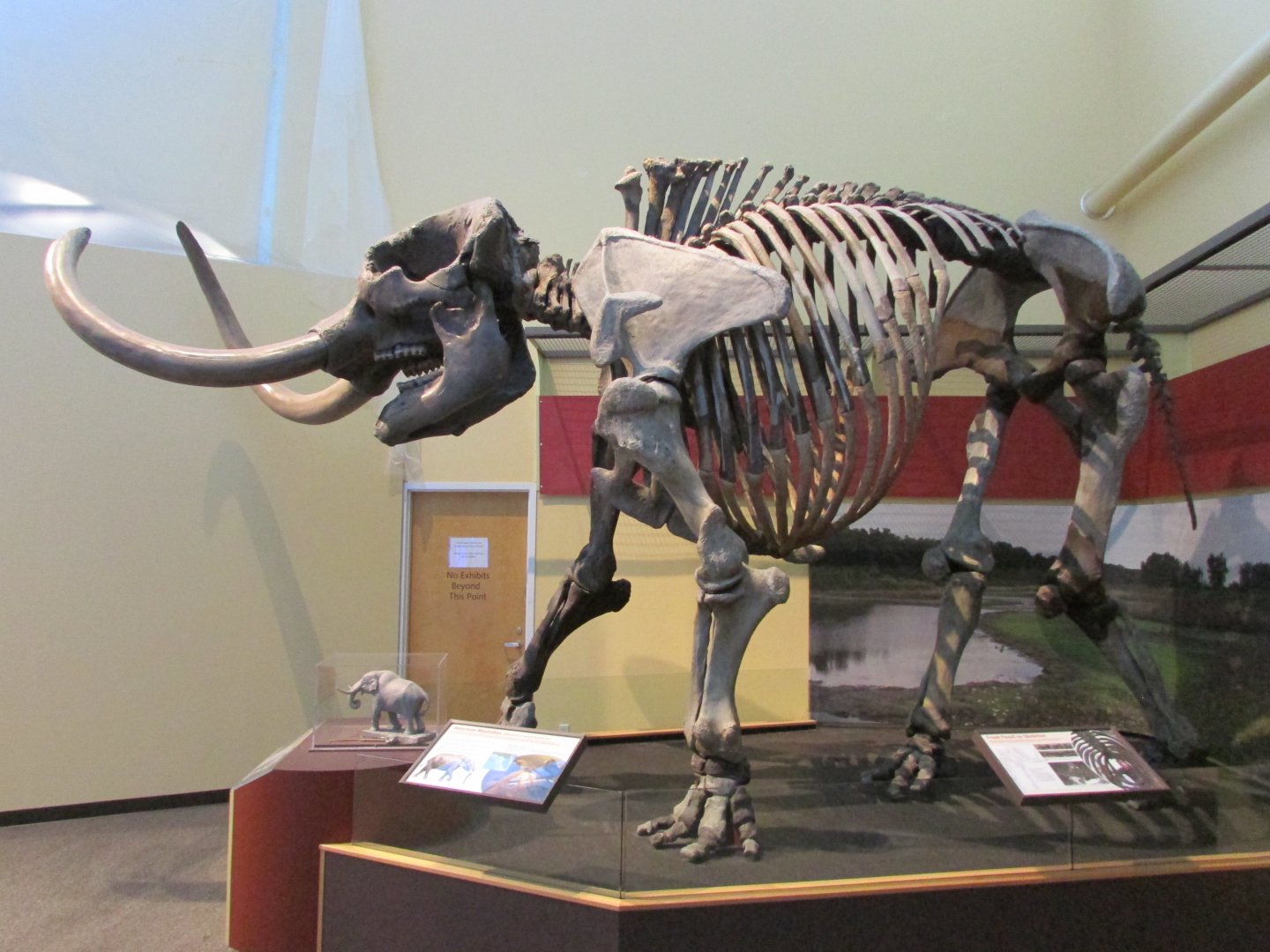 Aucilla Mastodon (American Mastodon)