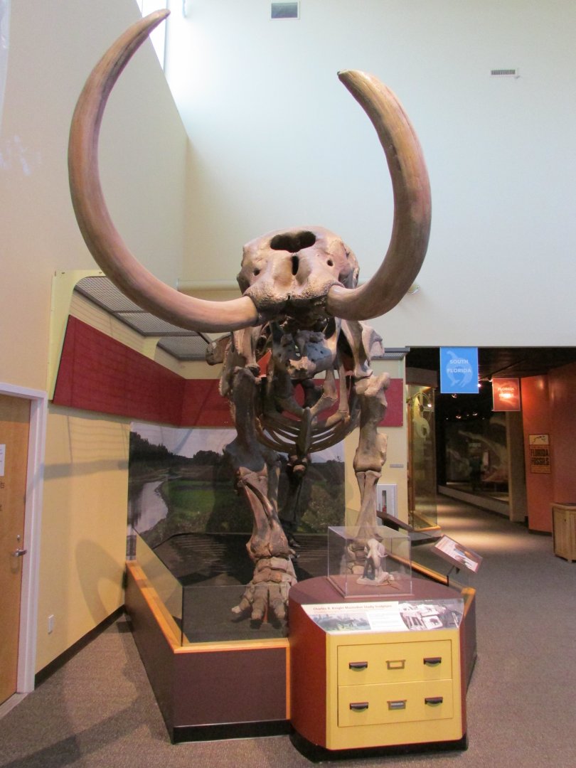 Aucilla Mastodon Frontal View