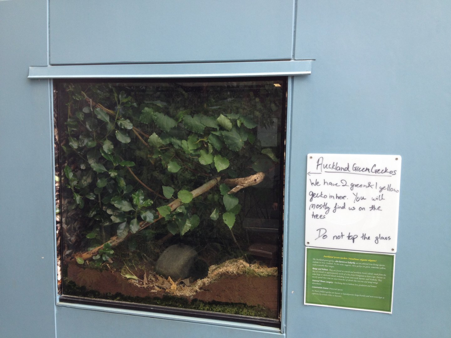 Auckland Green Gecko exhibit