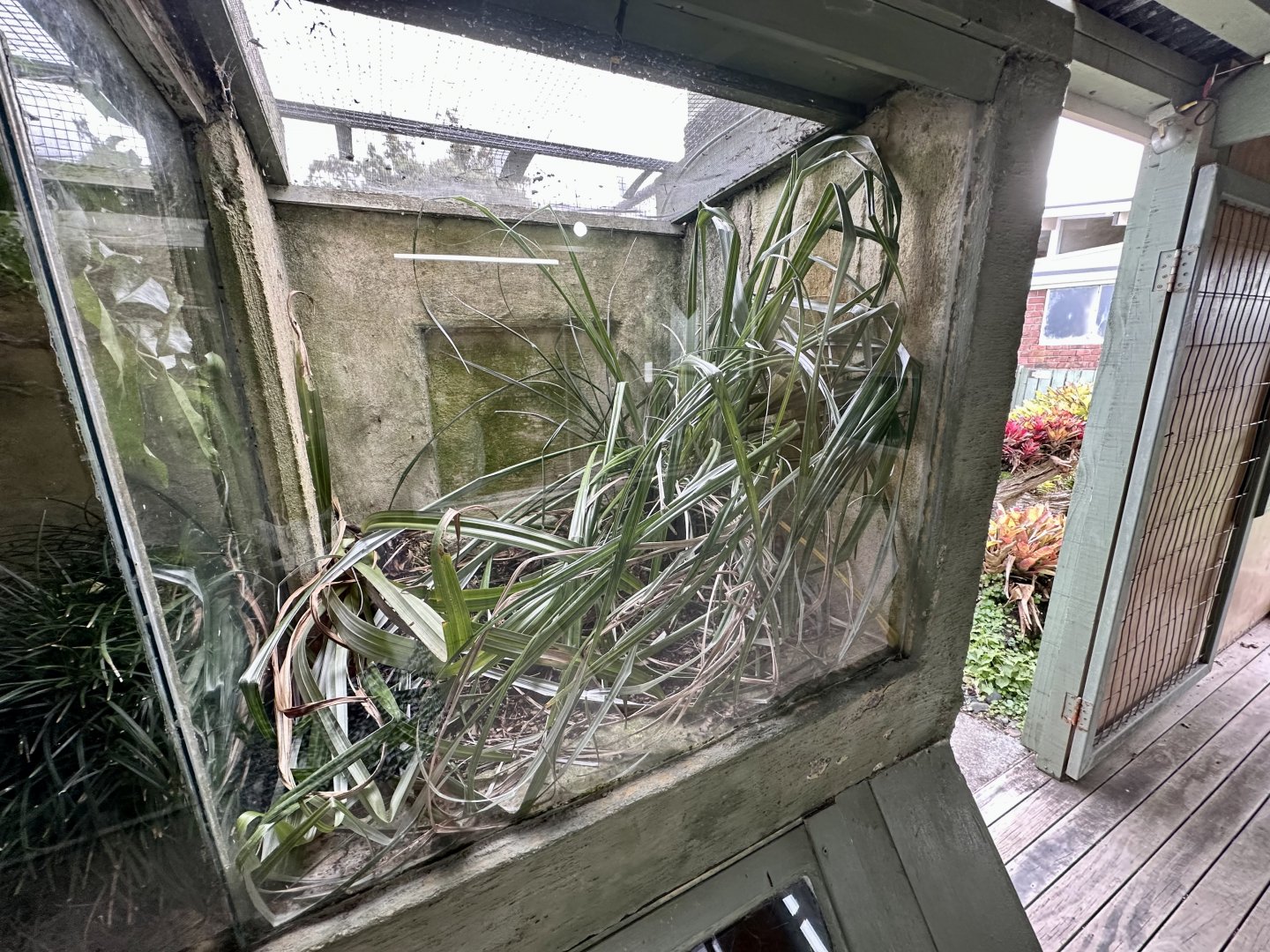 Auckland Green Gecko Exhibit