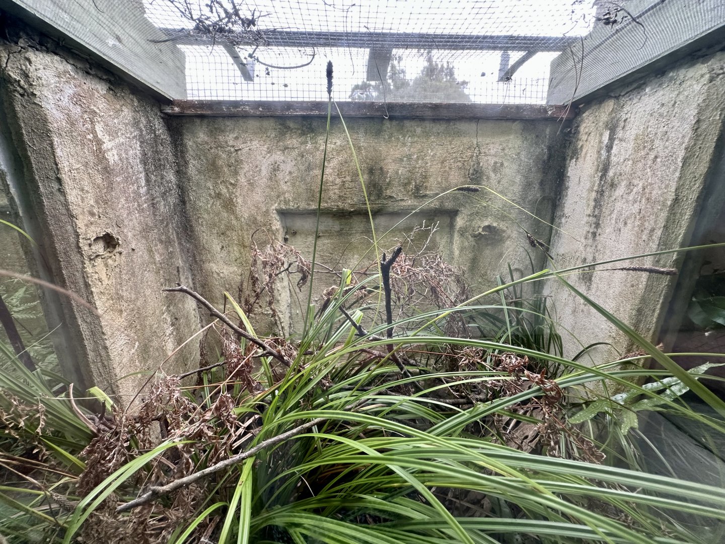 Auckland Green Gecko/Goldstripe Gecko Exhibit