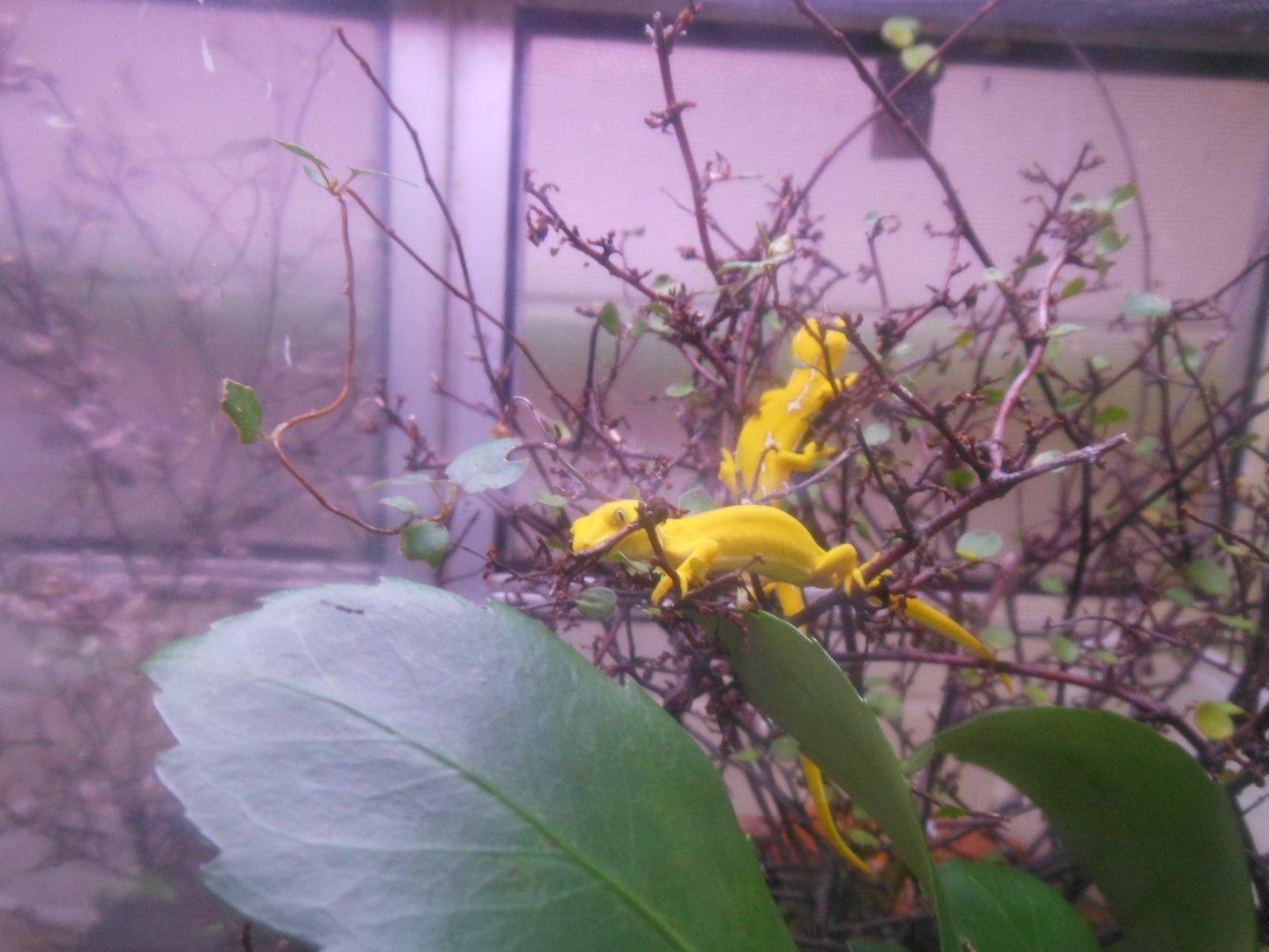 Auckland Green Gecko (Naultinus elegans elegans)