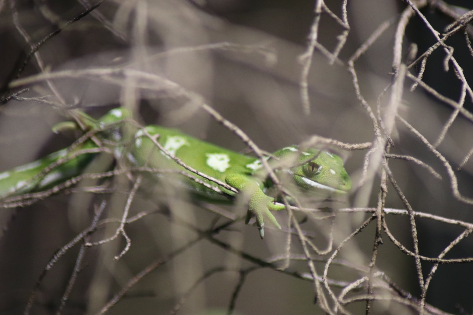 Auckland Green-Gecko  (Naultinus elegans)