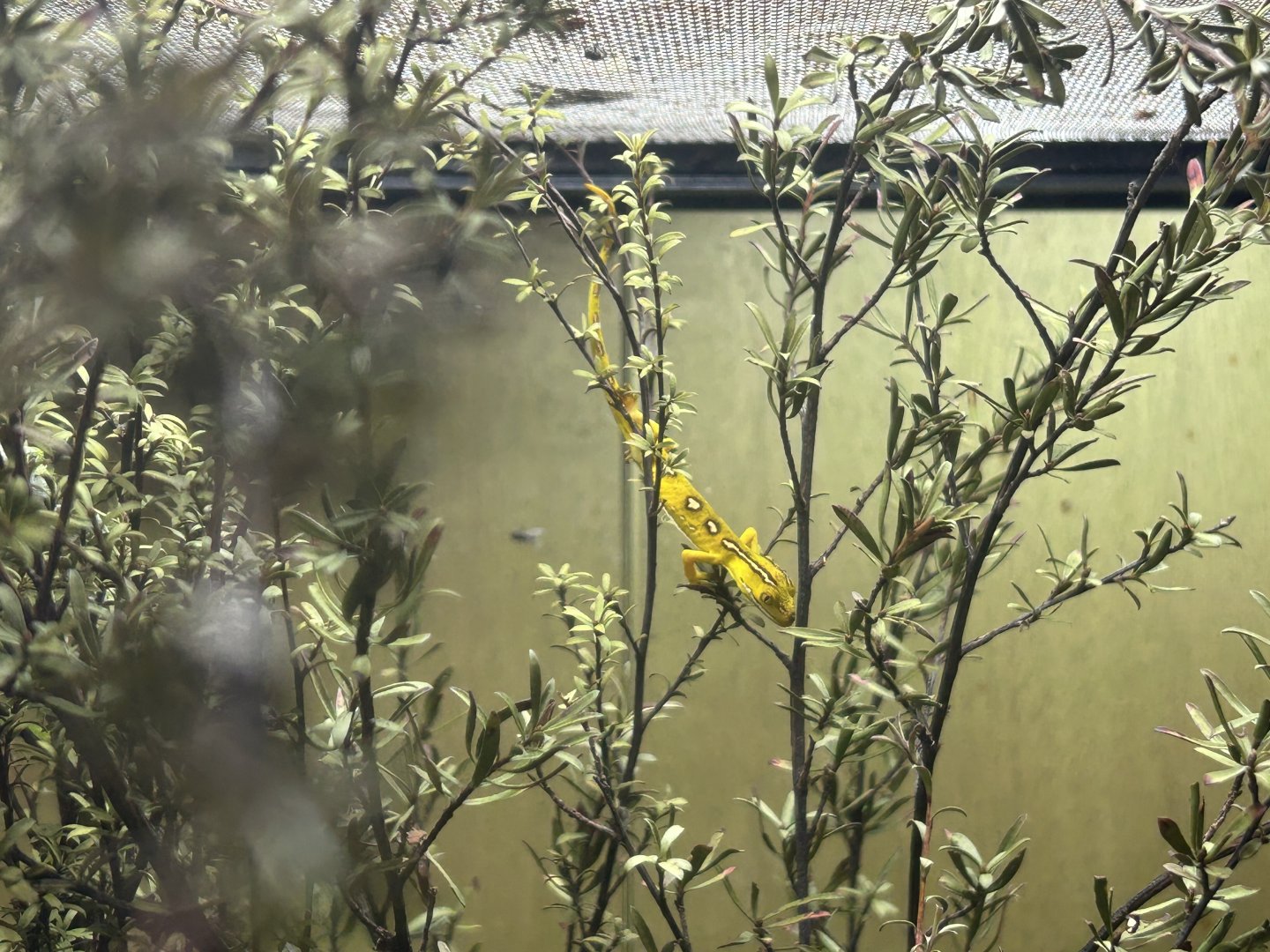 Auckland Green Gecko