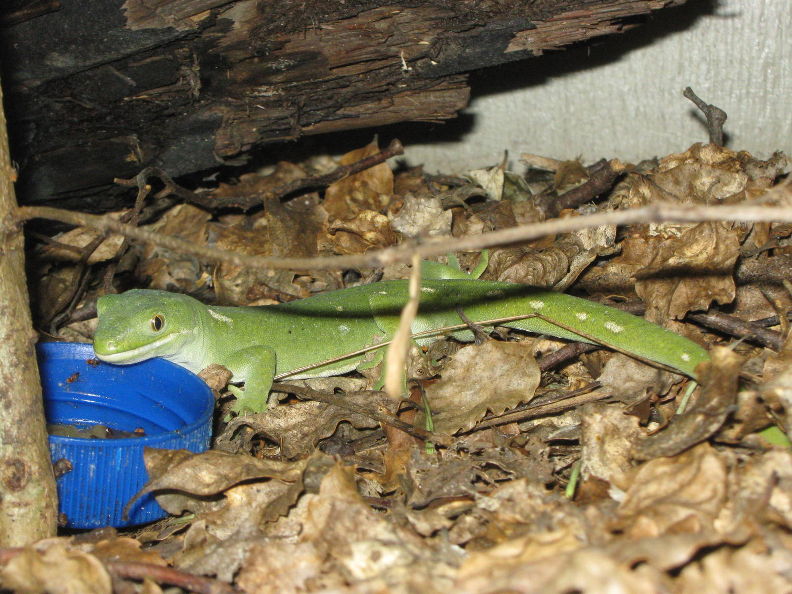 Auckland green tree gecko (Naultinus elegans elegans)