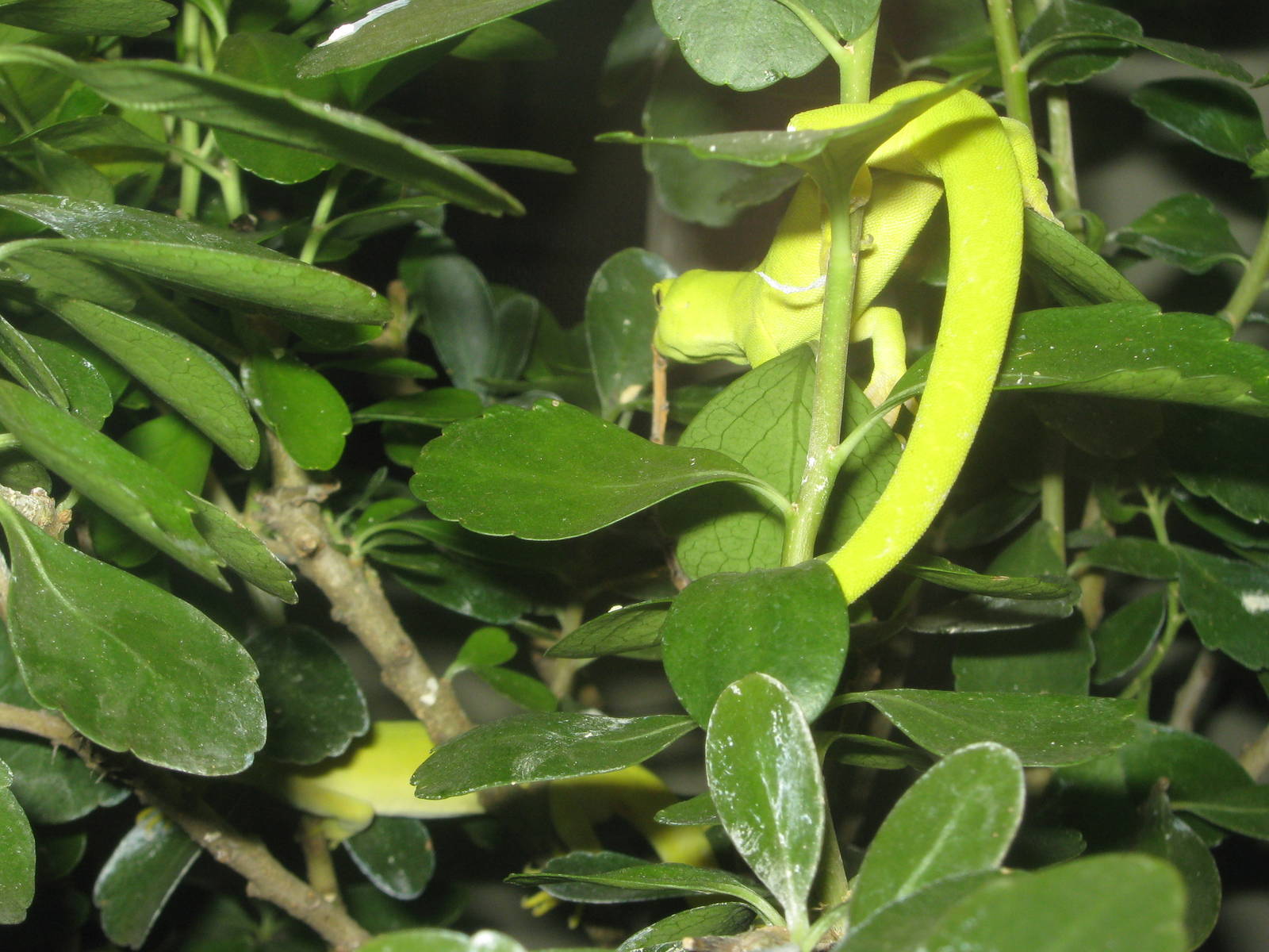 Auckland green tree geckos (Naultinus elegans elegans)