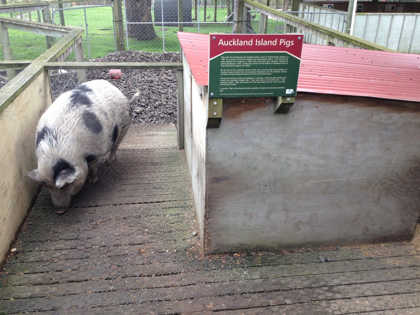 Auckland Island Pig exhibit