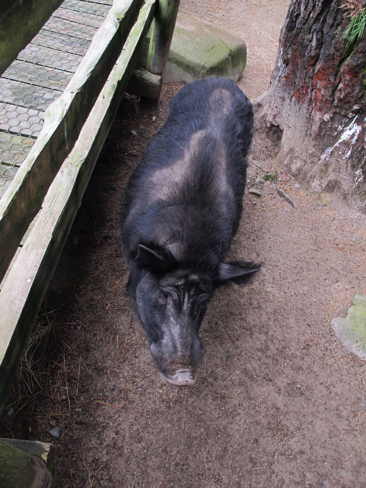 Auckland Island Pig - Staglands 2013