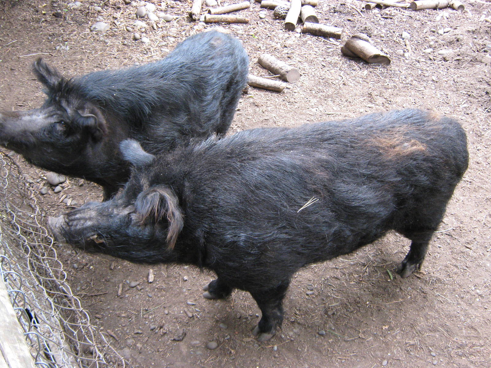 Auckland Island pigs