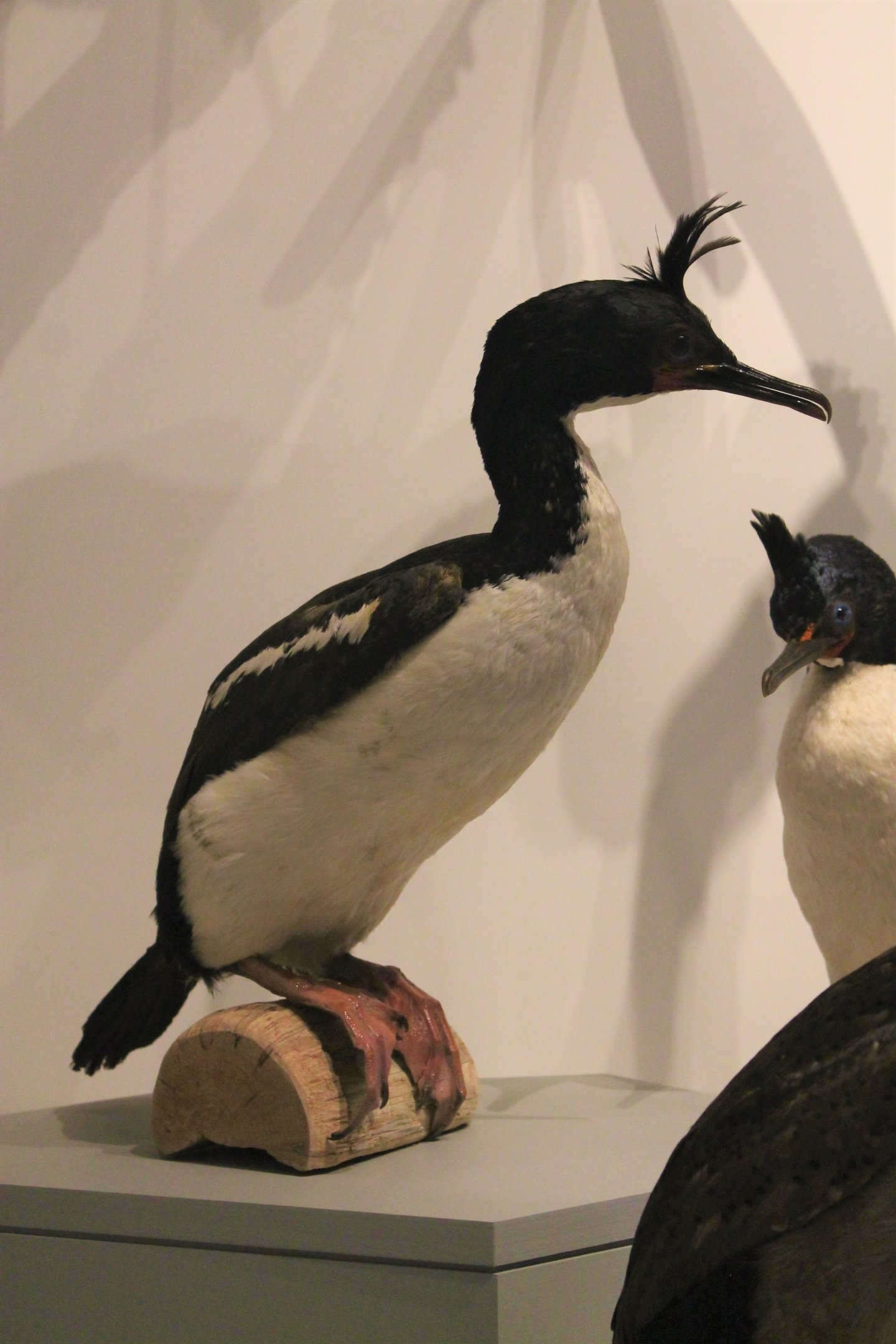 Auckland Island Shag (Leucocarbo colensoi)