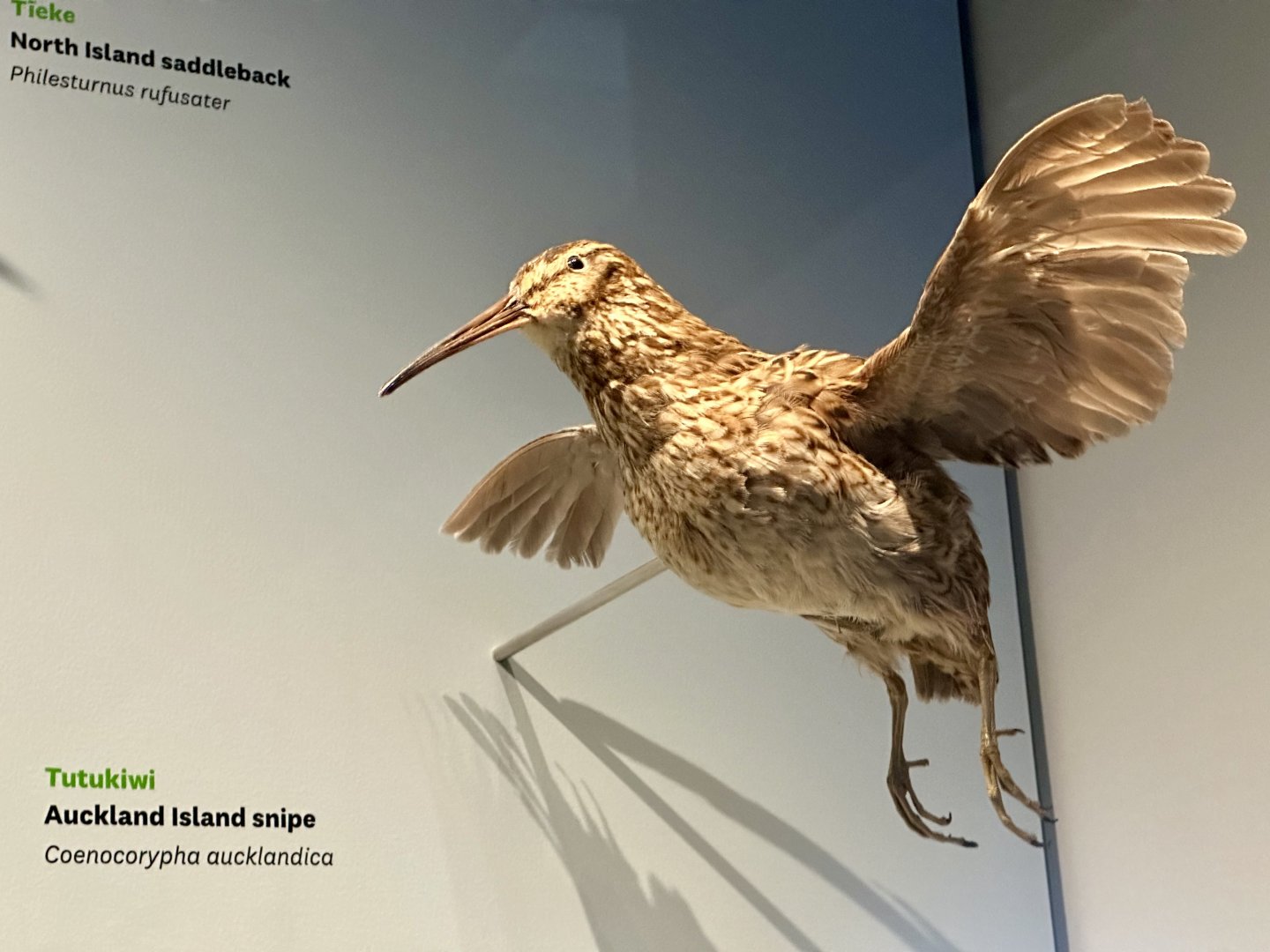 Auckland Island snipe (Coenocorypha aucklandica aucklandica)