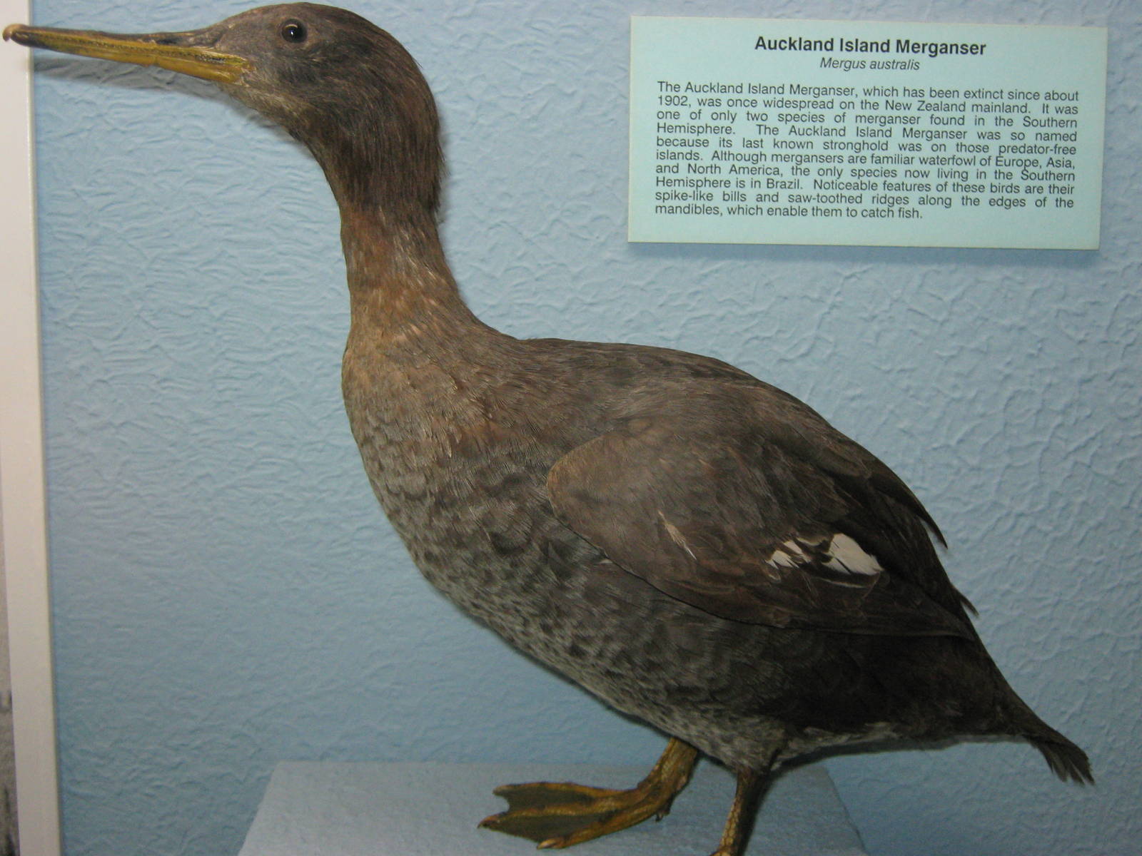 Auckland Islands merganser (Mergus australis)