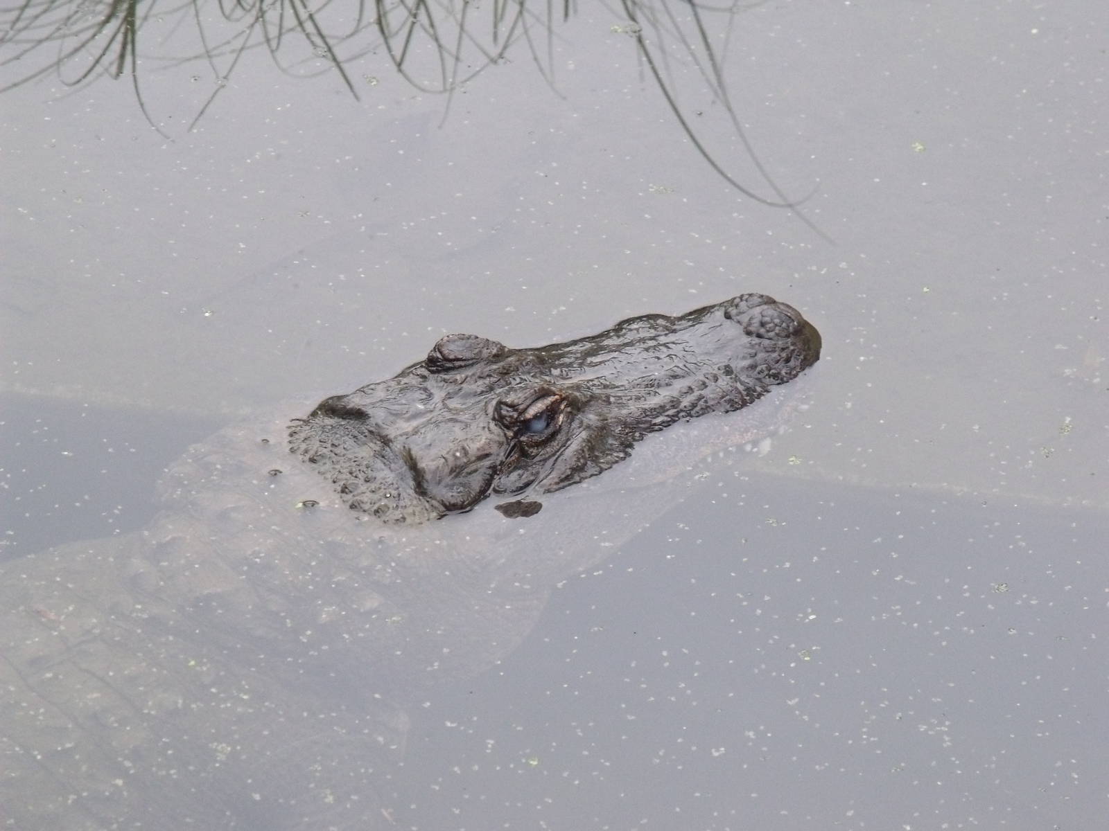 Auckland Zoo Alligator