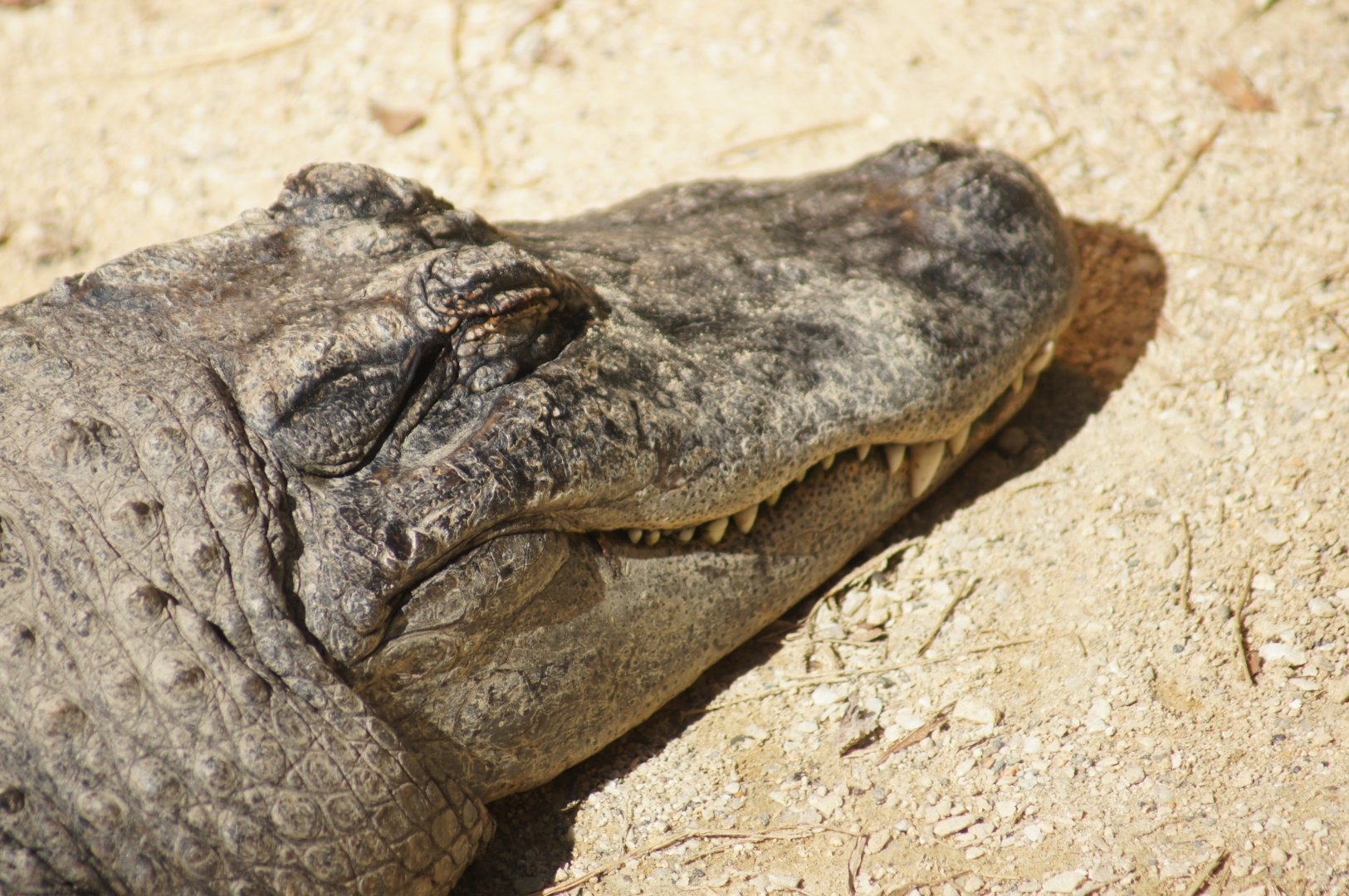 Auckland Zoo | American Alligator