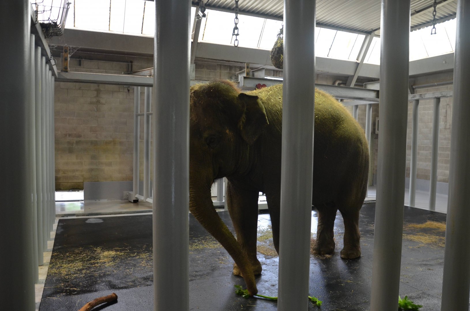 Auckland Zoo | Asian Elephant Backstage