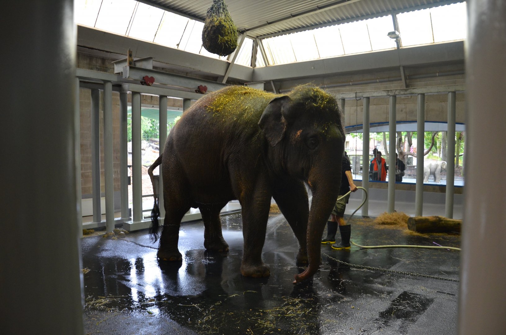 Auckland Zoo | Asian Elephant Backstage