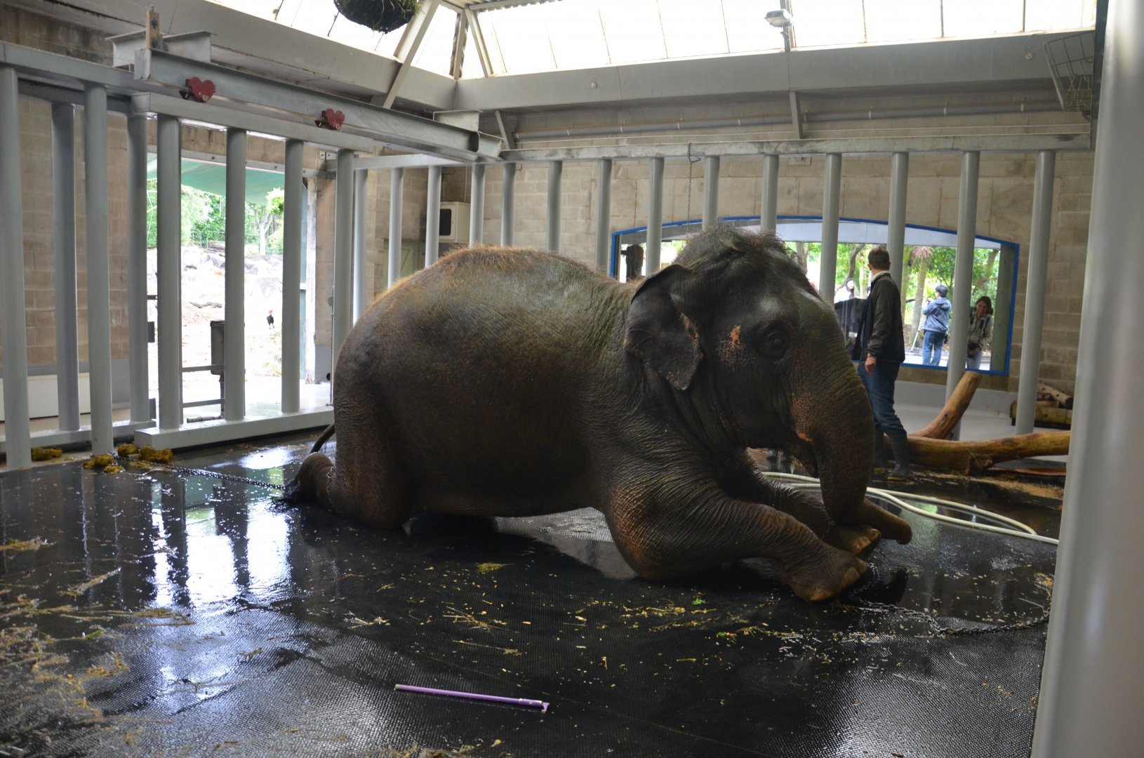 Auckland Zoo | Asian Elephant Backstage