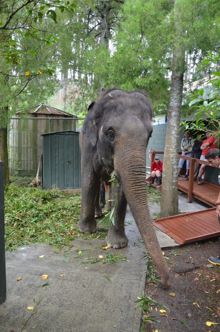 Auckland Zoo | Asian Elephant Burma Backstage