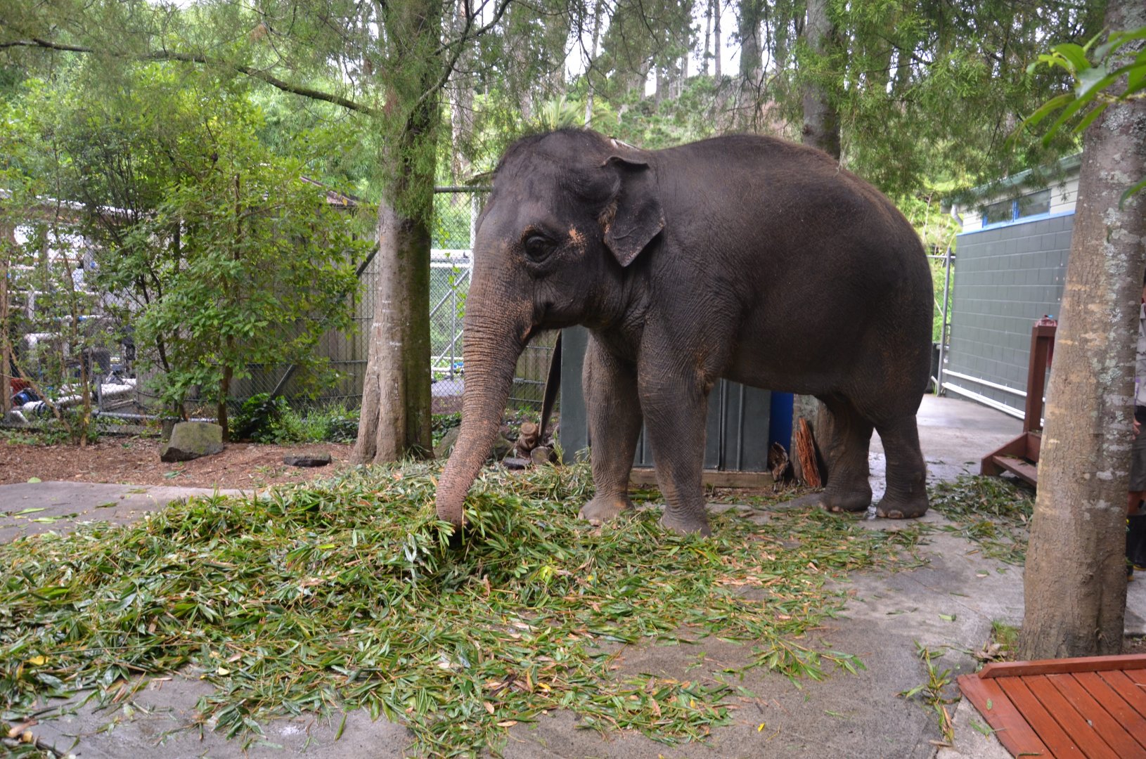Auckland Zoo | Asian Elephant Burma Backstage