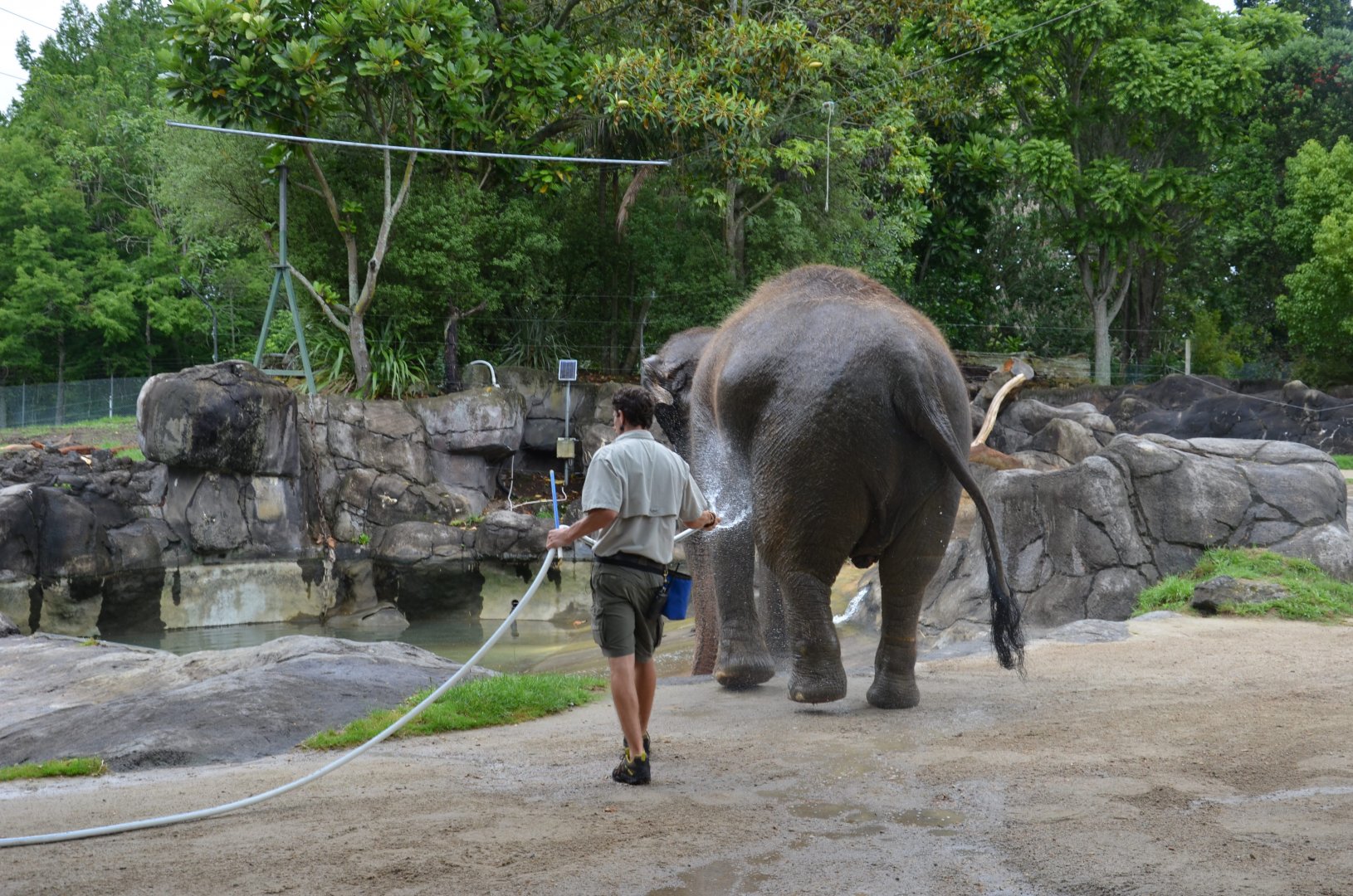 Auckland Zoo | Asian Elephant Burma Getting Hosed